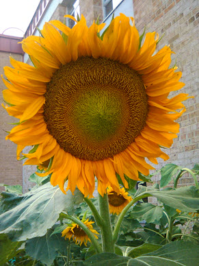 sunflower